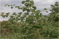 Clerodendrum phlomidis